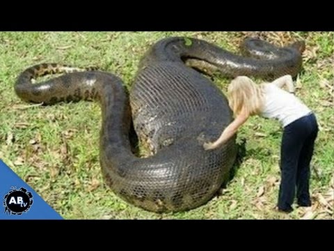 Search For The World's Biggest Snake! SnakeBytesTV